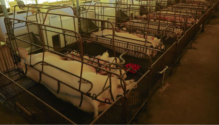  Paraná consolida liderança na exportação de suínos de raça; colheita de soja alcança 37% 